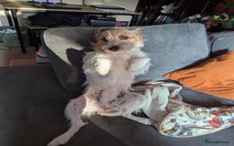 Jack Russell dogs for sale: Poppy - Image 1