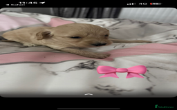 Cockapoo dogs for sale: 5 f1 cockerpoo puppies  - Image 12