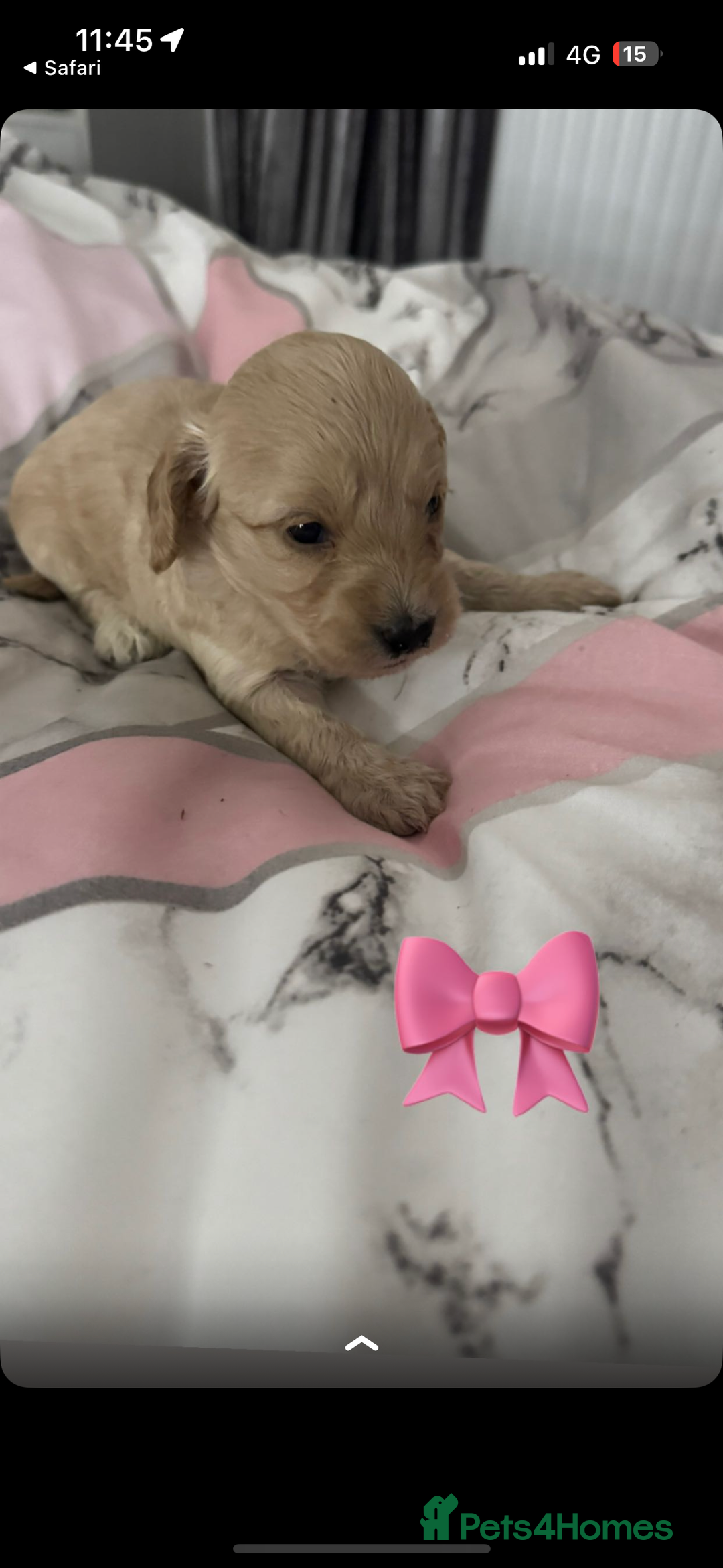 Cockapoo dogs for sale: 5 f1 cockerpoo puppies  - Image 12