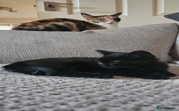 Mixed Breed cats for sale: Kittens for free - Image 2