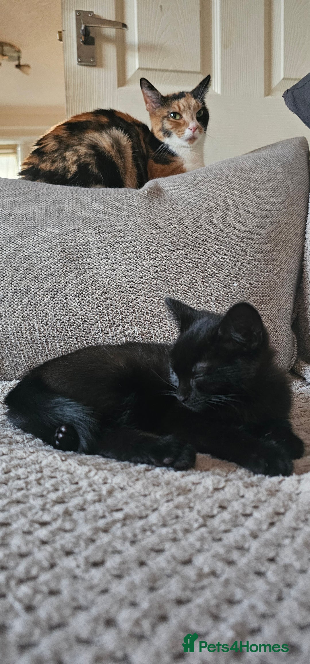 Mixed Breed cats for sale: Kittens for free - Image 2