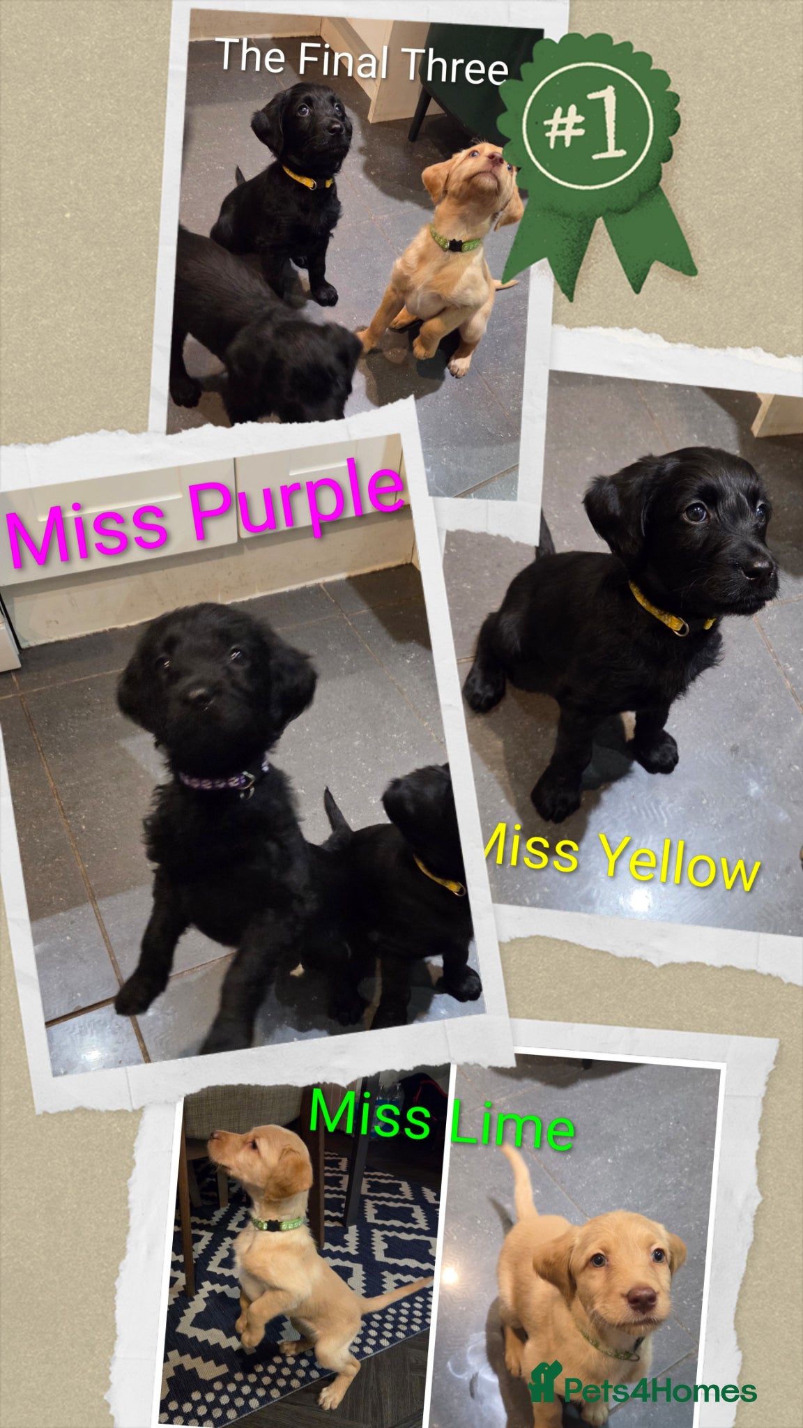 Labradoodle dogs Ready 5th April Final Three-Labradoodle Puppies  - Advert 2