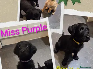 Labradoodle dogs Ready 5th April Final Three-Labradoodle Puppies - Advert 2