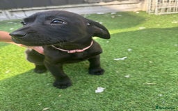 Labrador Retriever dogs for sale: READY NOW Beautiful top kc line Labrador puppy’s  - Image 6
