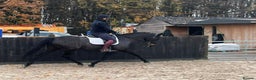 Danish Warmblood horses for sale: Holly KWPN mare by Mooiman - Advert 5
