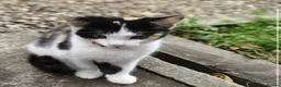 Mixed Breed cats for sale: 2 Beautiful Female Kittens For Sale - Advert 5