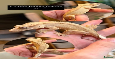 Gecko reptiles Various Crested geckos available! - Advert 7