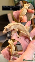 Gecko reptiles Various Crested geckos available! - Advert 9