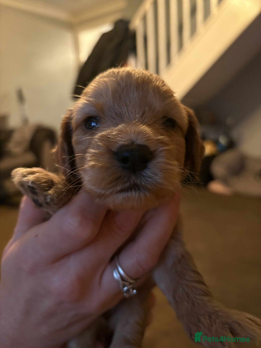 Cockapoo dogs for sale: Stunning litter of cockapoos  - Advert 26
