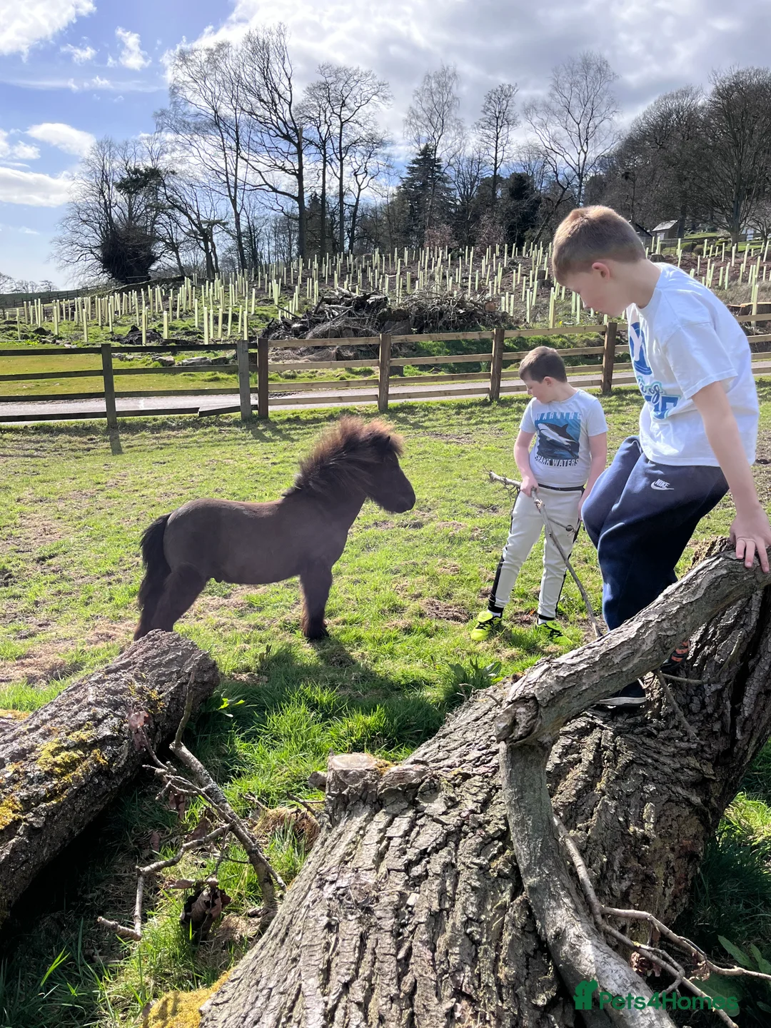 Shetland pony horses for sale: Shetland Pony - Advert 4