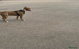 Staffordshire Bull Terrier dogs for sale: Bruno, 17 months - Image 2