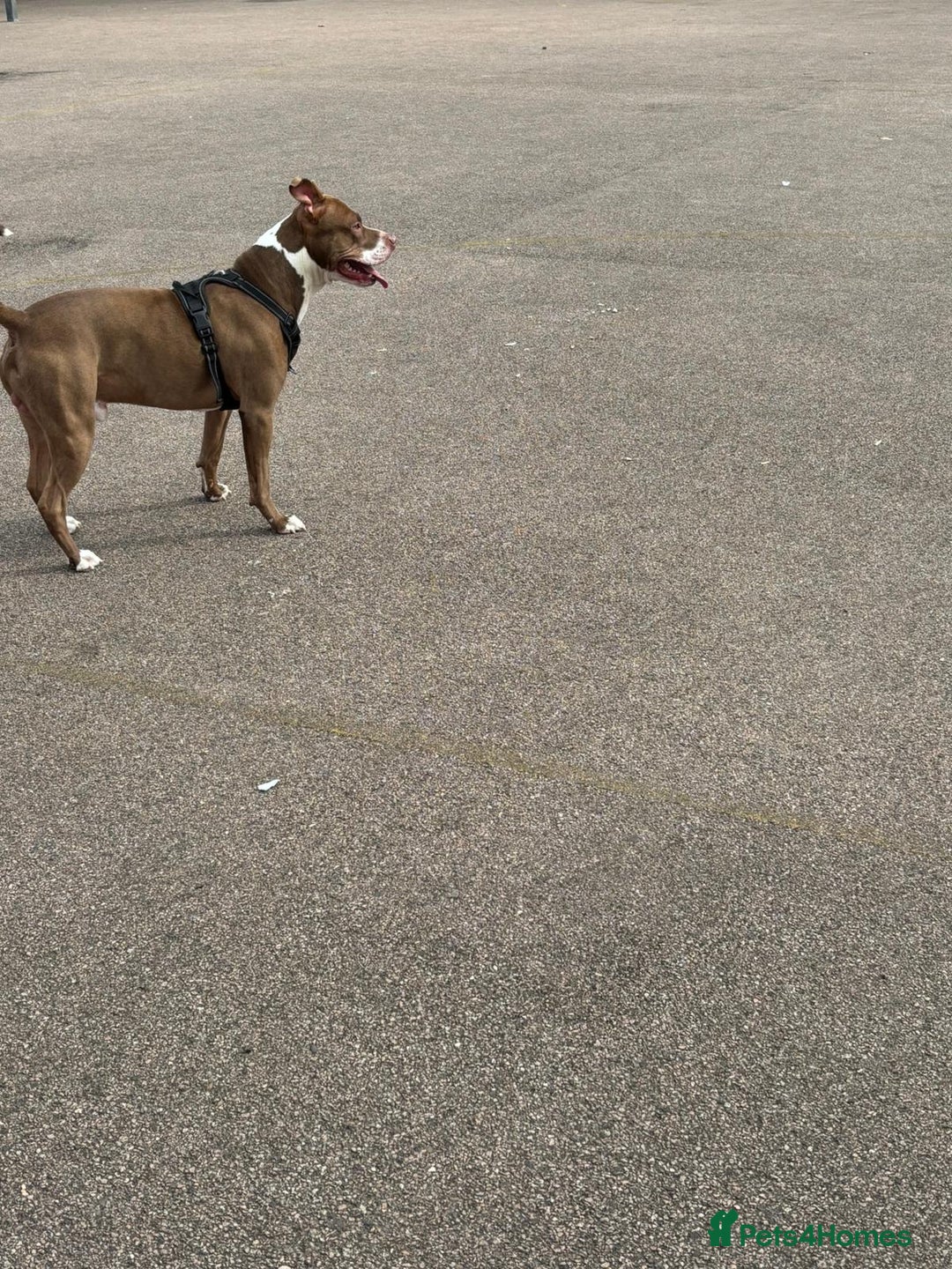Staffordshire Bull Terrier dogs for sale: Bruno, 17 months - Image 2