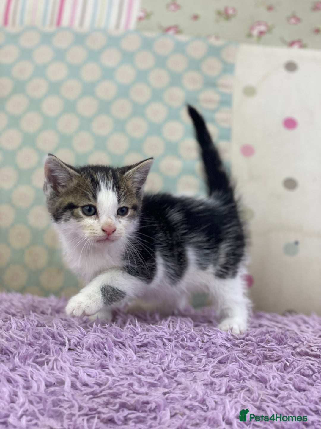 Mixed Breed cats for sale: Beautiful kittens looking for their forever homes - Advert 5