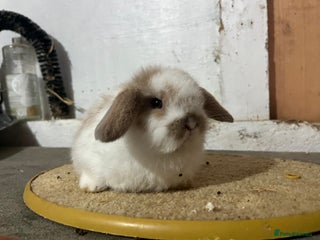 Mini Lop rabbits Pure mini lop - Advert 3