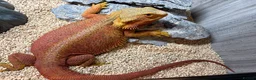 Bearded Dragon reptiles for sale: Female bearded dragon for sale in Oxted - Advert 3