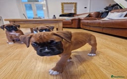 Boxer dogs for sale: FINAL PUP (PINK), READY TO GO KC reg bobtail boxer - Advert 8