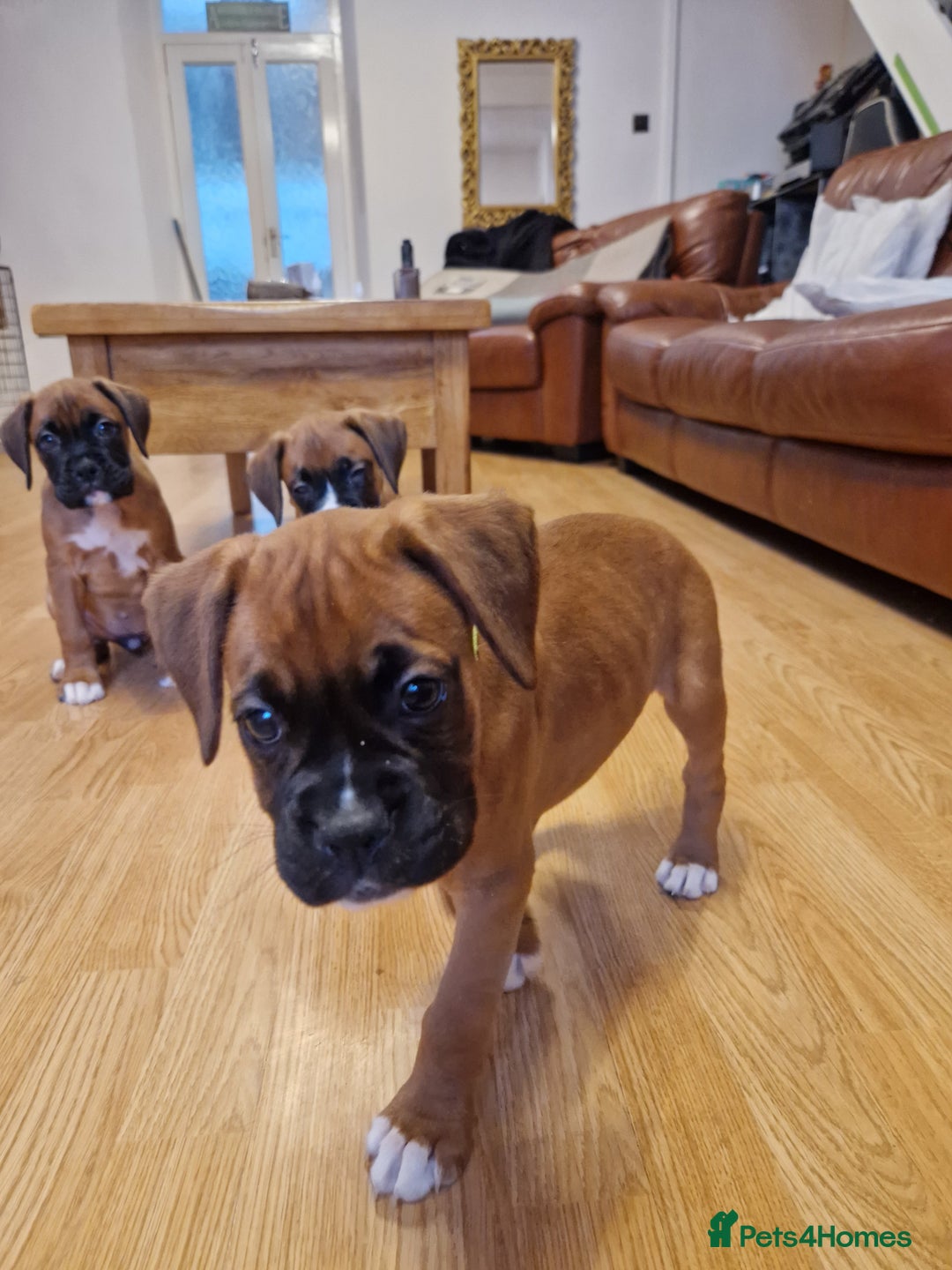 Boxer dogs for sale: FINAL PUP (PINK), READY TO GO KC reg bobtail boxer - Advert 8