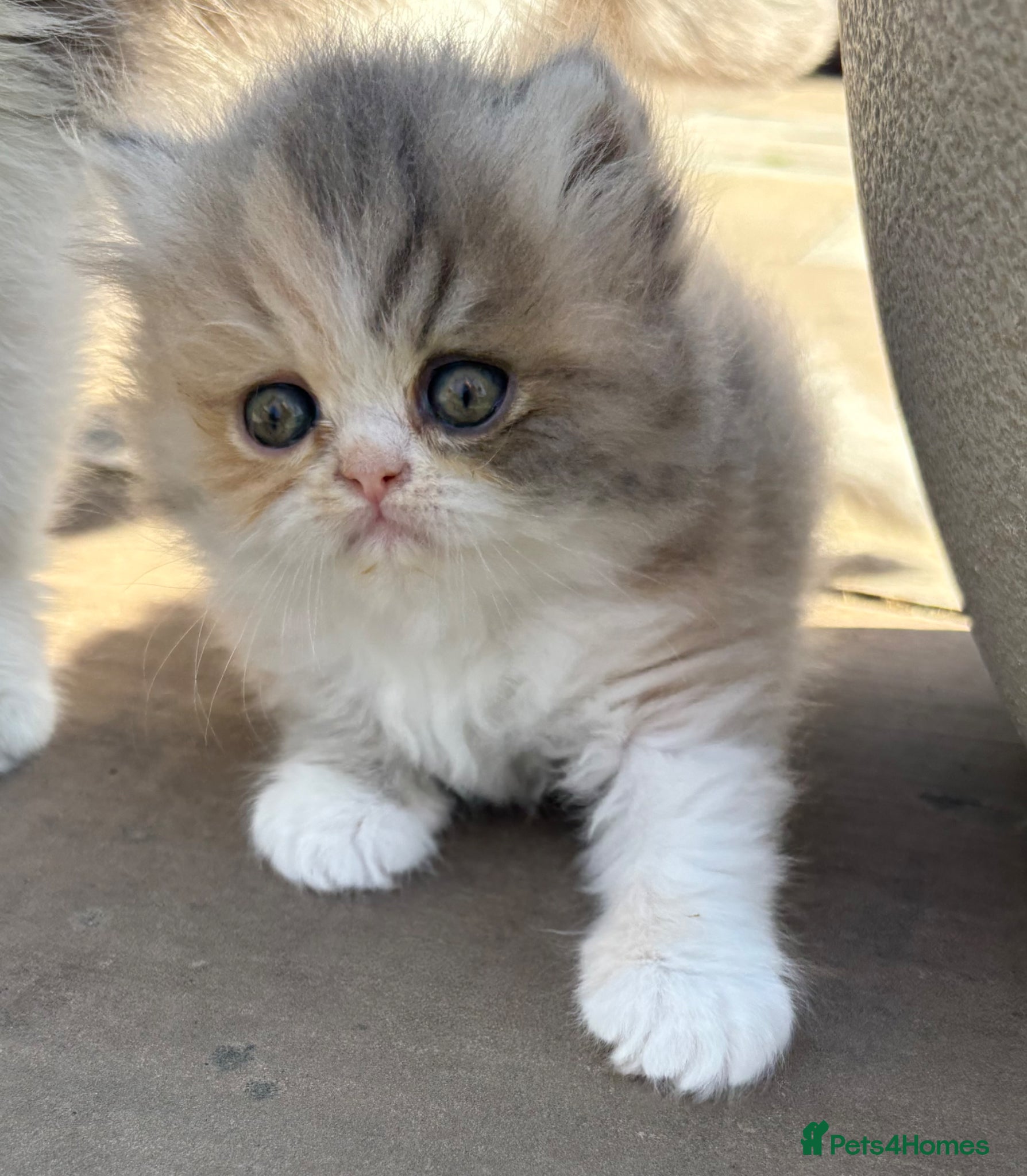 Exotic cats for sale: Exotic kittens two female  - Advert 19