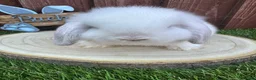 Mini Lop rabbits for sale: Beautiful purebred mini lops ready to reserve 😍 - Advert 4
