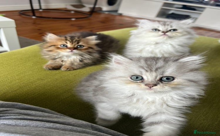Persian cats - Advert 1