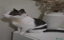 British Shorthair cats for sale: Kitten (oreo) - Advert 6