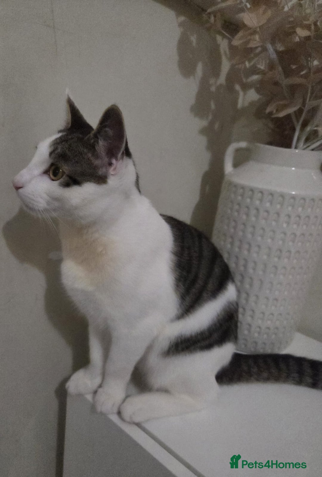 British Shorthair cats for sale: Kitten (oreo) - Advert 6