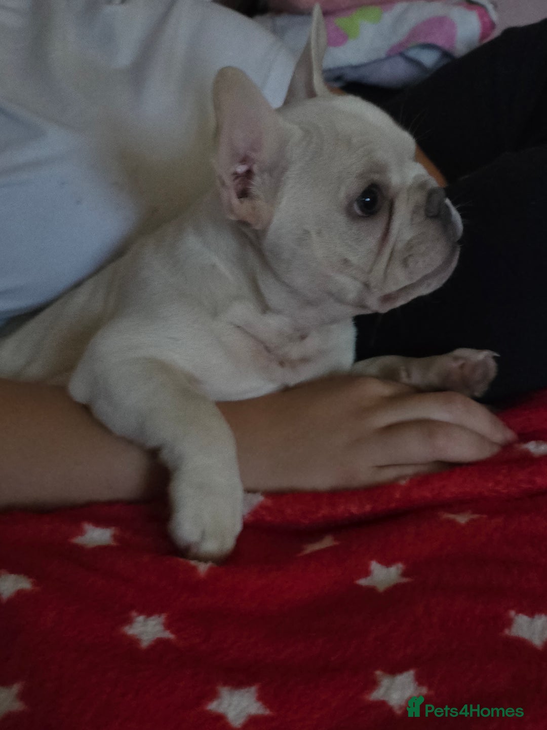 French Bulldog dogs for sale: Mylo-French Bulldog-8 months - Advert 15