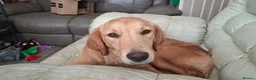 Golden Retriever dogs for sale: Beautiful Holly - Advert 1
