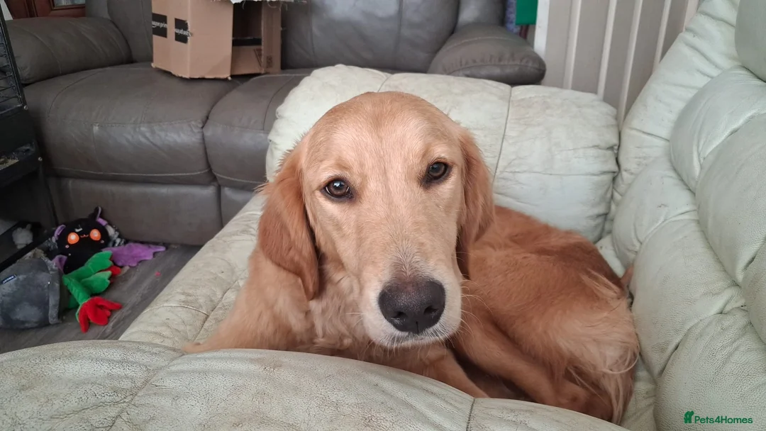 Golden Retriever dogs for sale: Beautiful Holly - Advert 1