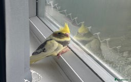 Cockatiels birds for sale: Baby cockatiel - Image 1