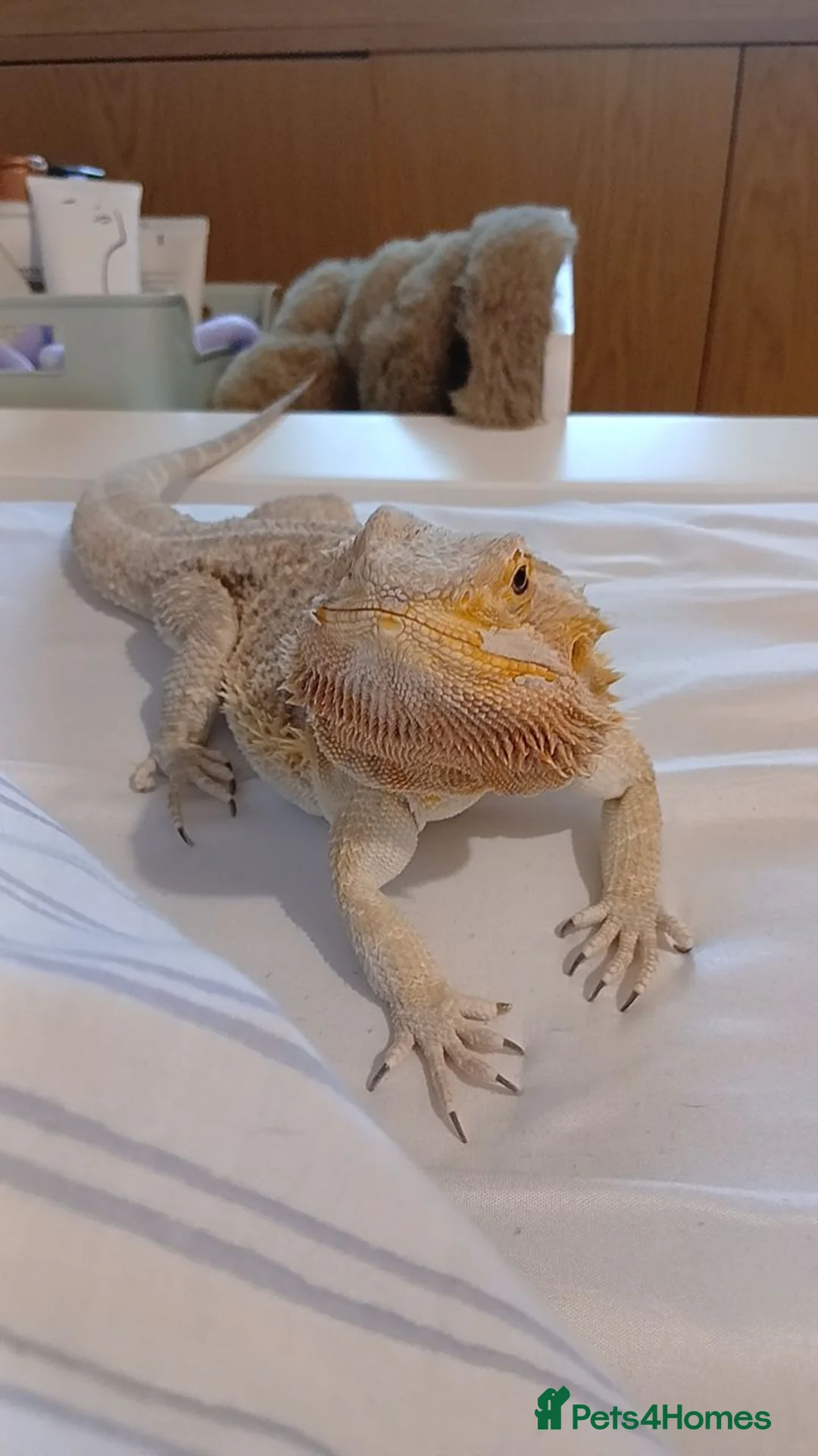 Bearded Dragon reptiles for sale: beardie in Southport - Advert 1