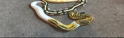 Python Snake reptiles for sale: CB21 Firefly Pied Male Ball Python With Enclosure - Advert 6