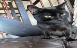 Mixed Breed cats for sale: Black cat dexter - Image 1