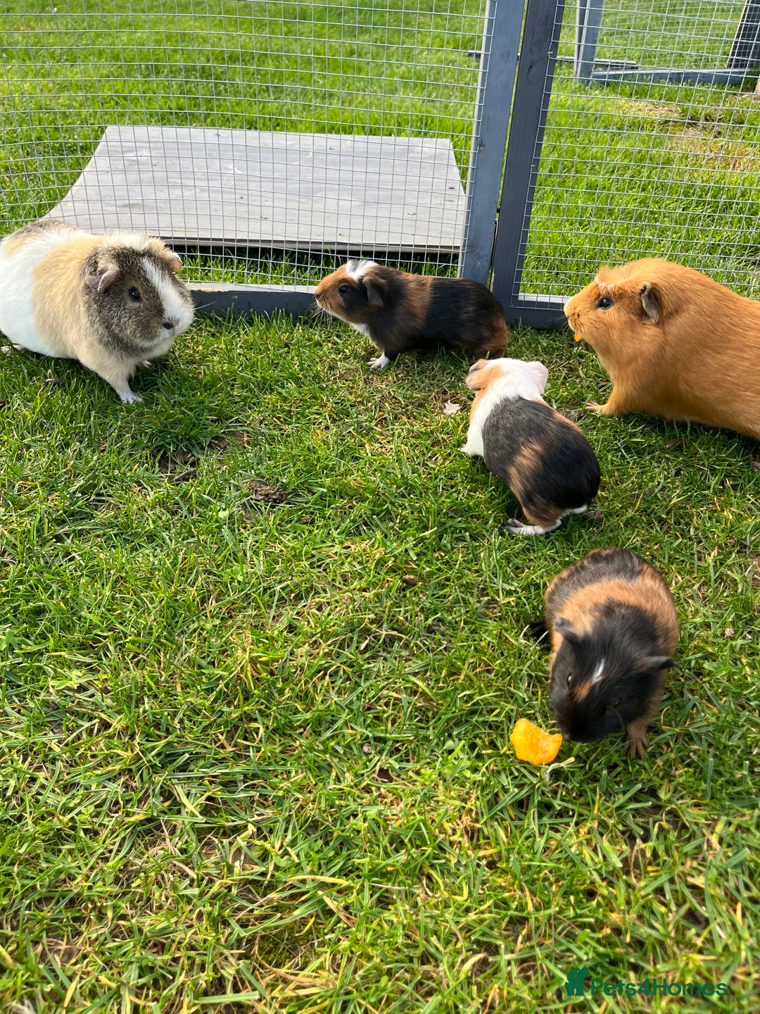 Guinea Pig rodents for sale: Sweet baby male guinea pigs!  - Image 2