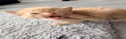 Mixed Breed cats for sale: Beautiful Family-Raised Kittens - Advert 17