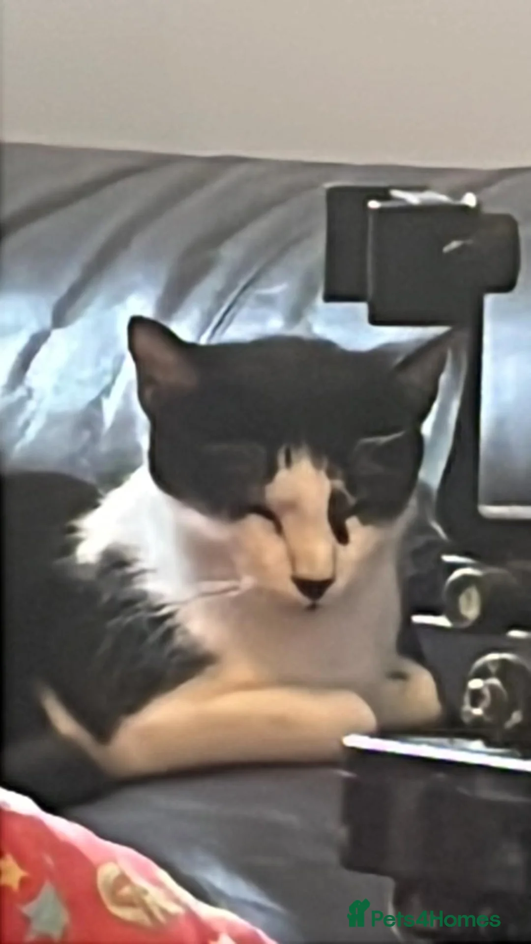 Mixed Breed cats for sale: Tuxedo mix kitten in Birmingham - Advert 2