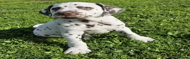 Dalmatian 2