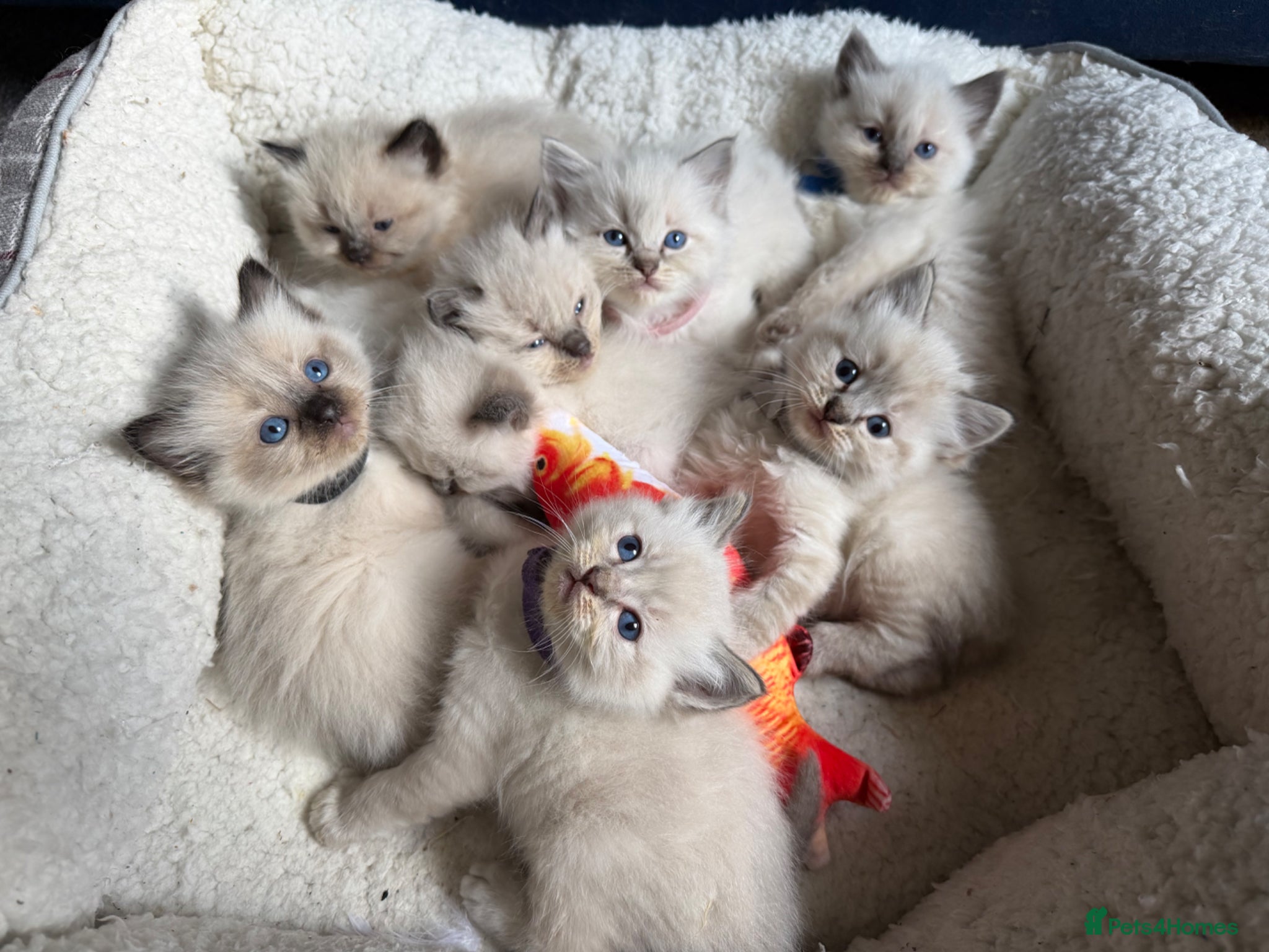 Ragdoll cats Stunning ragdoll kittens fully vet checked!  - Advert 1