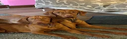 Hungarian Vizsla dogs for sale: All very sociable around people and other dogs.  - Advert 1