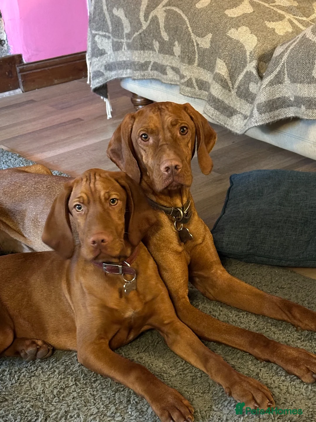 Hungarian Vizsla dogs for sale: All very sociable around people and other dogs.  - Advert 1