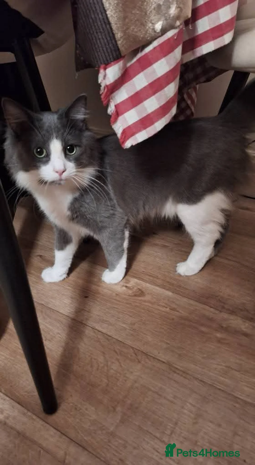 Mixed Breed cats for sale: Maincoon x NFC x Blue russian kittens  - Advert 10