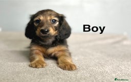 Miniature Dachshund dogs for sale: Longhair mini dachshund  - Advert 8