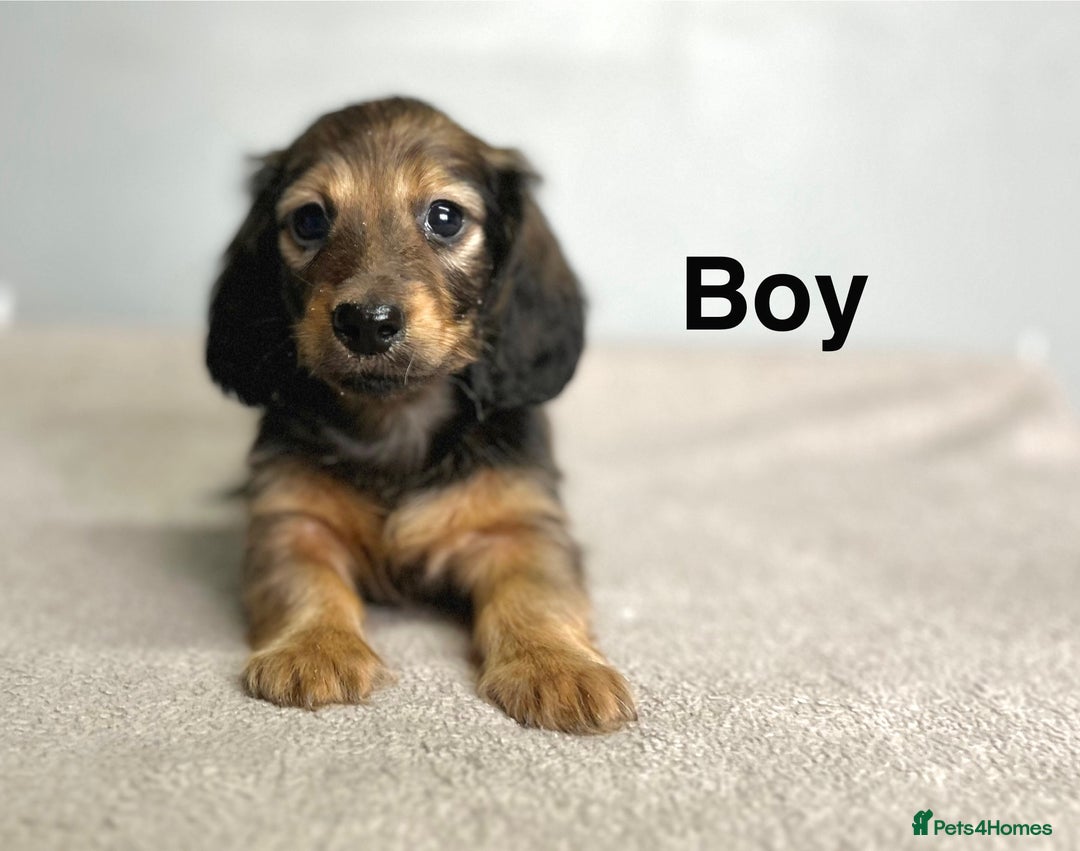 Miniature Dachshund dogs for sale: Longhair mini dachshund  - Advert 8