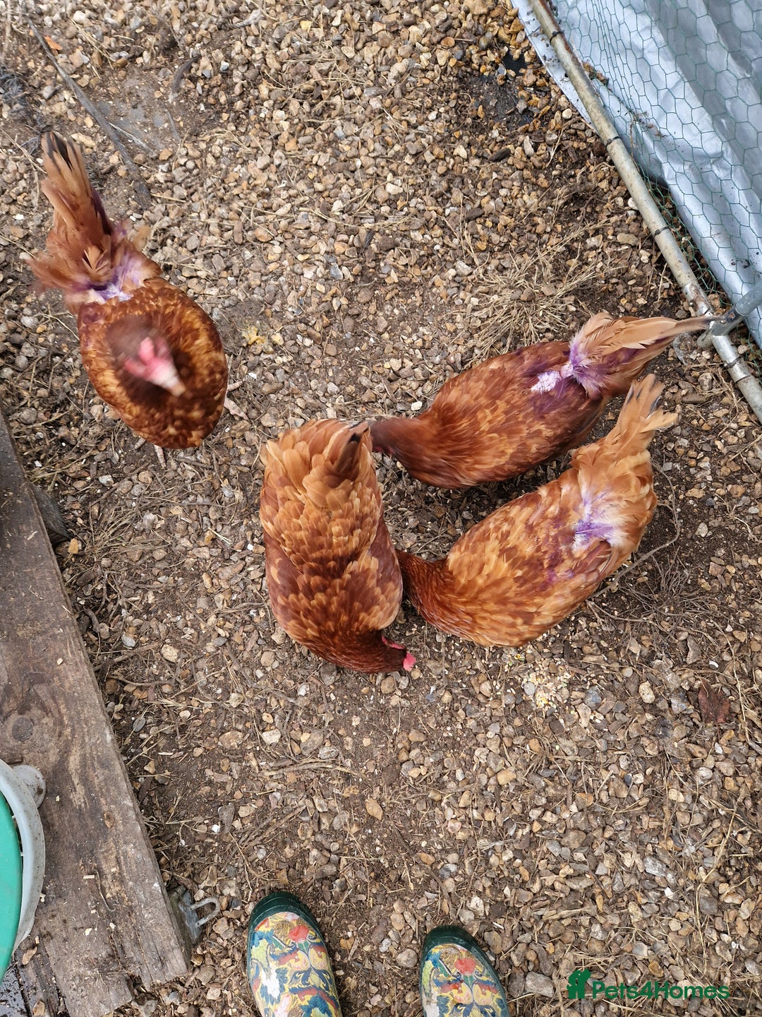 Chickens poultry for sale: Rhode Island Hybrids - Image 6