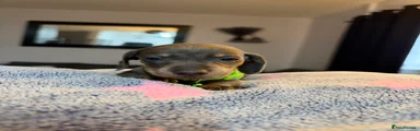Dachshund 5