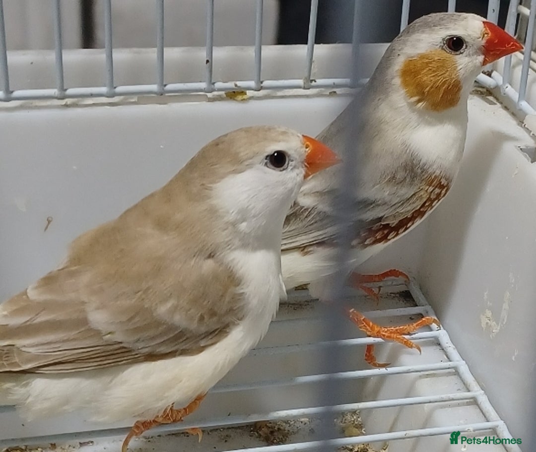 Finches birds for sale: PENGUIN ZEBRA FAWN PIED FINCHES  - Advert 5