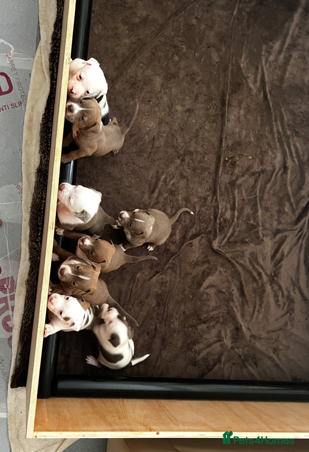 American Bull Staffy dogs for sale: Perfect Puppies -American Bull Staffy’s  - Advert 8