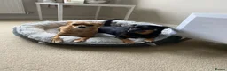 Chihuahua dogs for sale: 2x male Jack Russell and chihuahua crosses  - Advert 2