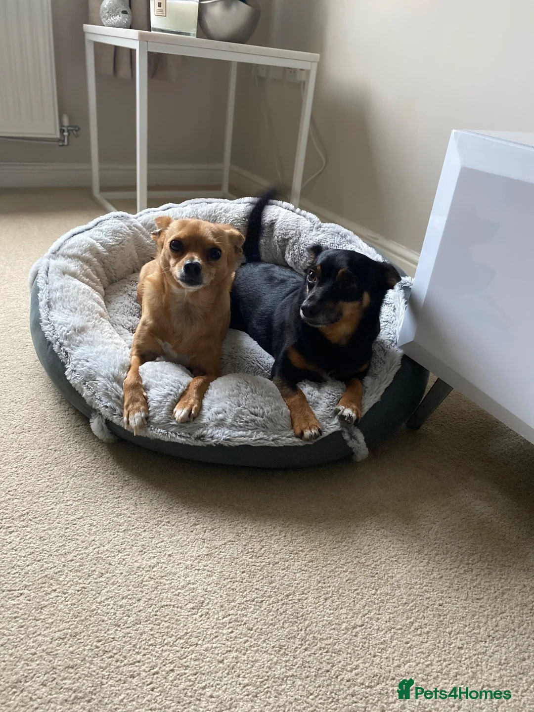 Chihuahua dogs for sale: 2x male Jack Russell and chihuahua crosses  - Advert 2