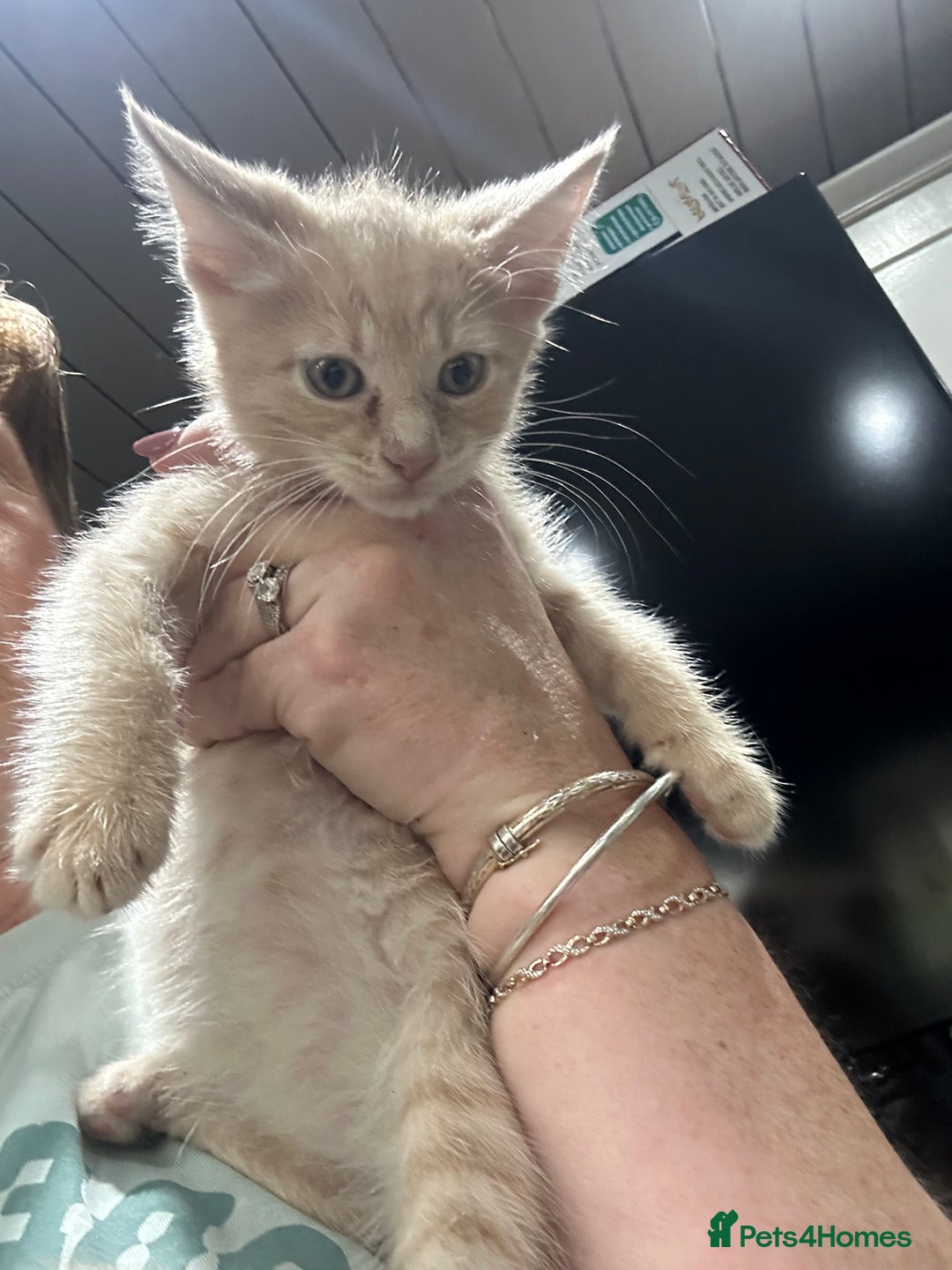 Mixed Breed cats for sale: Mainecoon x kittens  - Image 10